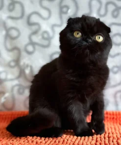 WCF registered Scottish Fold kitten available