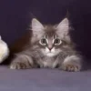 Hypoallergenic Siberian kitten for sale with blue spotted tabby coat