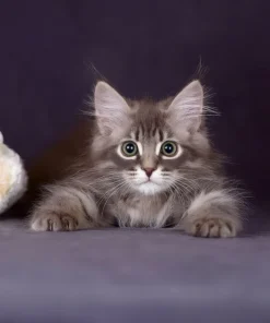 Hypoallergenic Siberian kitten for sale with blue spotted tabby coat
