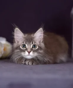 Playful hypoallergenic Siberian cat for loving homes