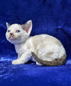 Devon Rex Chocolate Point Bicolor Male Kitten for Sale