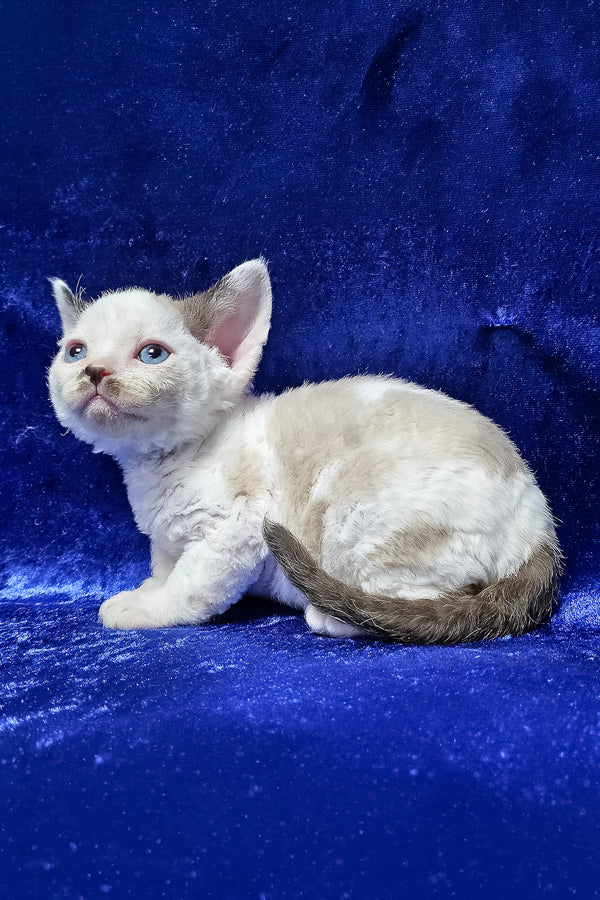 Devon Rex Chocolate Point Bicolor Male Kitten for Sale Devon Rex Chocolate Point Bicolor Male Kitten for Sale