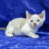 Devon Rex Chocolate Point Bicolor Male Kitten for Sale