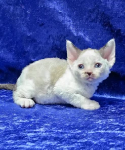 Devon Rex Chocolate Point Bicolor Male Kitten for Sale