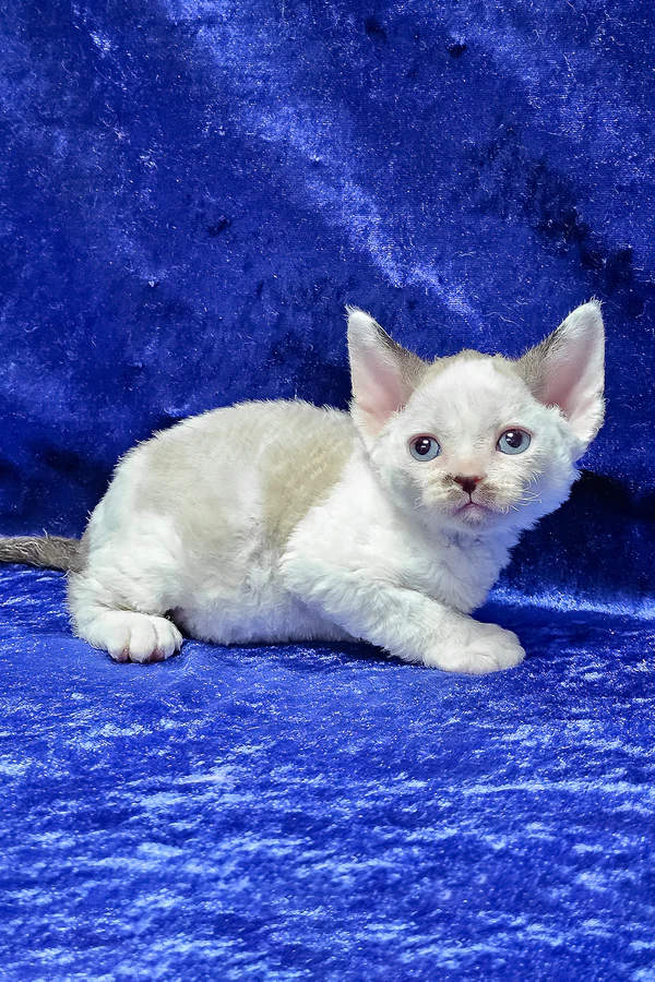 Devon Rex Chocolate Point Bicolor Male Kitten for Sale Devon Rex Chocolate Point Bicolor Male Kitten for Sale
