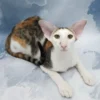 Oriental Shorthair Female Cat for Sale