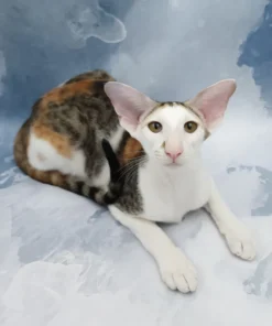 Oriental Shorthair Female Cat for Sale