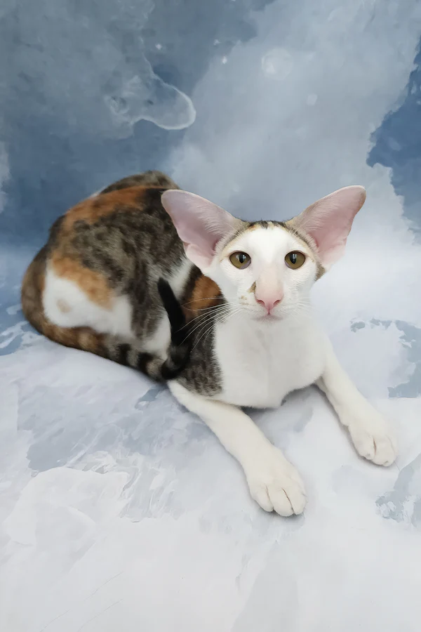 Oriental Shorthair Female Cat for Sale Oriental Shorthair Female Cat for Sale
