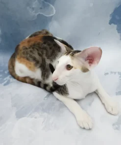 Oriental Shorthair Female Cat for Sale