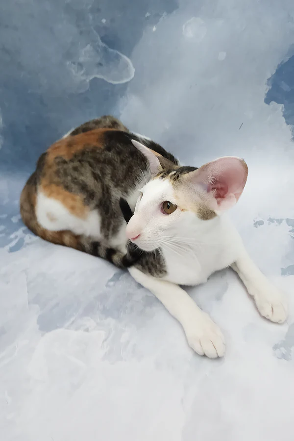 Oriental Shorthair Female Cat for Sale Oriental Shorthair Female Cat for Sale
