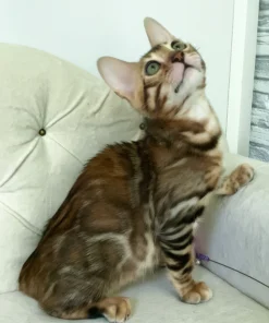 Bengal Brown Spotted Male Kitten for Sale
