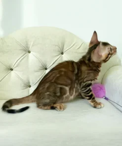 Bengal Brown Spotted Male Kitten for Sale