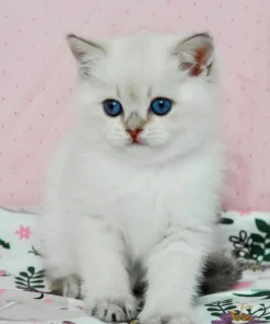 Black Golden Shaded Point British Shorthair Kitten With Blue Eyes