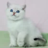 Black Golden Shaded Point British Shorthair Kitten With Blue Eyes