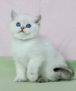 Black Golden Shaded Point British Shorthair Kitten With Blue Eyes
