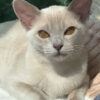 Available Burmese Kittens For Sale & Cats For Adoption