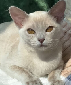 Available Burmese Kittens For Sale & Cats For Adoption