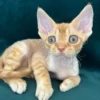 Devon Rex Kitten for Sale