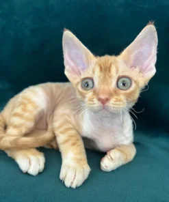 Devon Rex Kitten for Sale