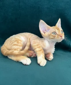 Devon Rex Kitten for Sale