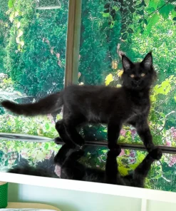 Maine Coon Black Male Kitten for Sale