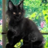Maine Coon Black Male Kitten for Sale