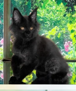 Maine Coon Black Male Kitten for Sale