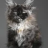 Maine Coon Cats and Kittens Available!