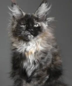 Maine Coon Cats and Kittens Available!