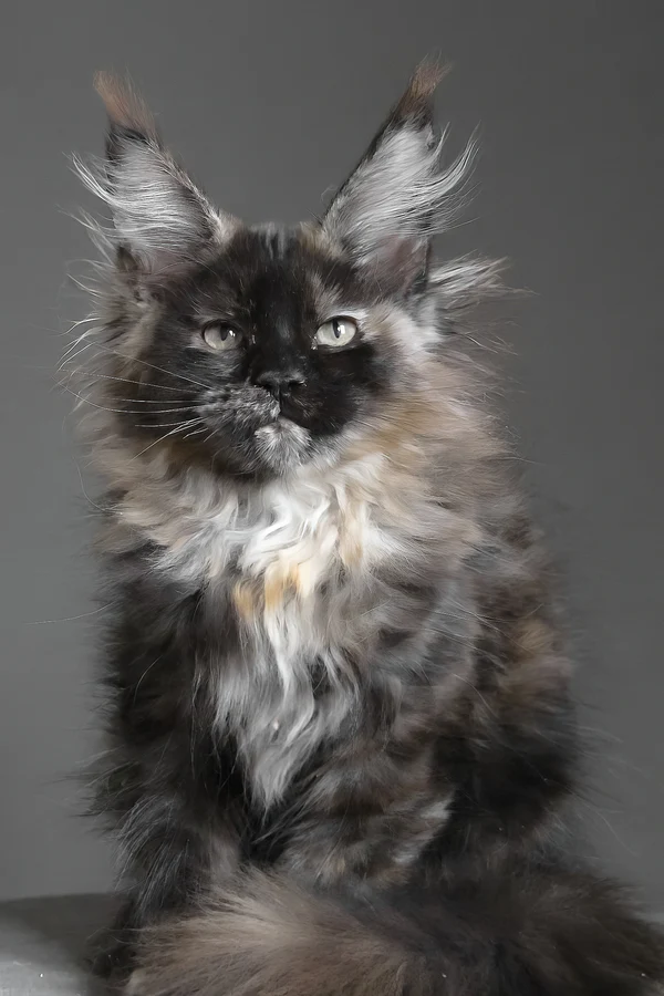 Maine Coon Cats and Kittens Available! Maine Coon Cats and Kittens Available!
