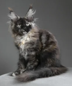 Maine Coon Cats and Kittens Available!