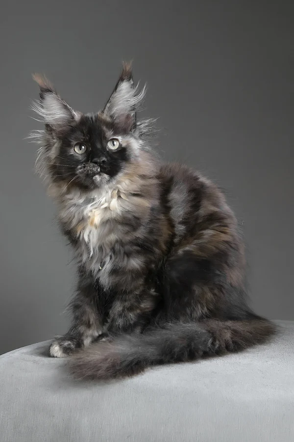 Maine Coon Cats and Kittens Available! Maine Coon Cats and Kittens Available!