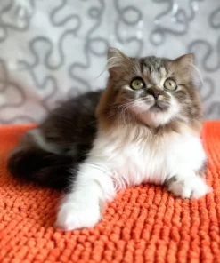 WCF registered Scottish Straight kitten available