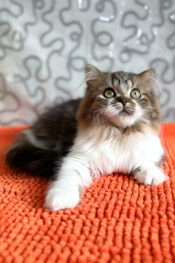 Apartment-friendly longhair kitten with sweet expression WCF registered Scottish Straight kitten available
