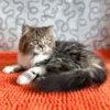 Scottish Straight Longhair kitten for sale indoors