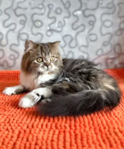 Scottish Straight Longhair kitten for sale indoors