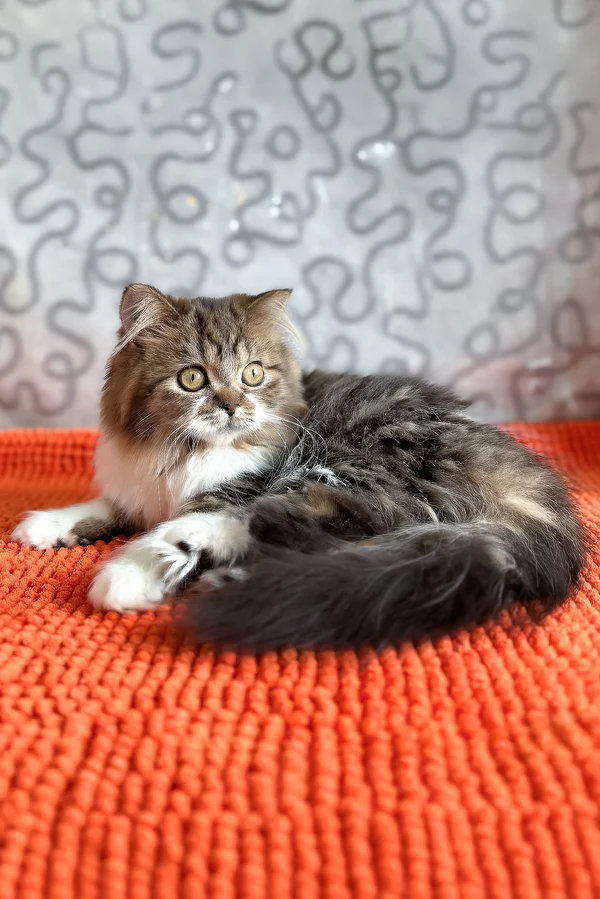 Fluffy female Scottish Straight kitten relaxing Scottish Straight Longhair kitten for sale indoors