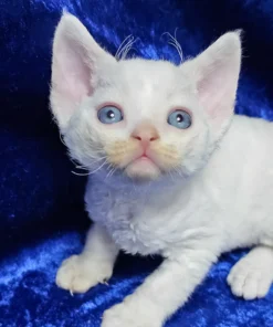 Devon Rex Cream Van Point Male Kitten for Sale