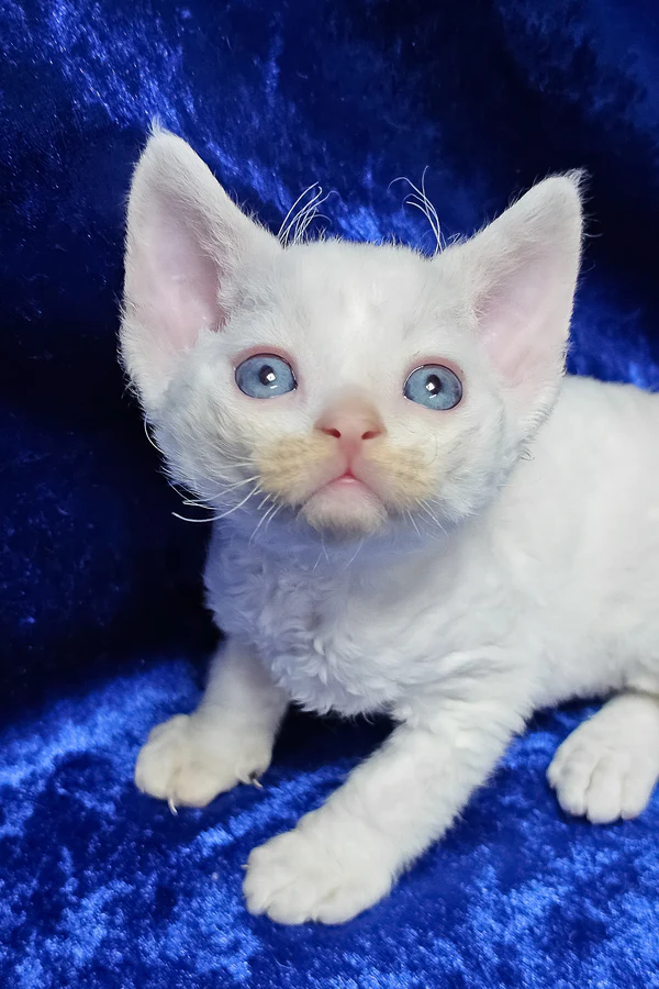 Devon Rex Cream Van Point Male Kitten for Sale Devon Rex Cream Van Point Male Kitten for Sale