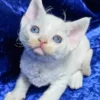 Devon Rex Cream Van Point Male Kitten for Sale