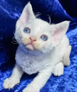 Devon Rex Cream Van Point Male Kitten for Sale