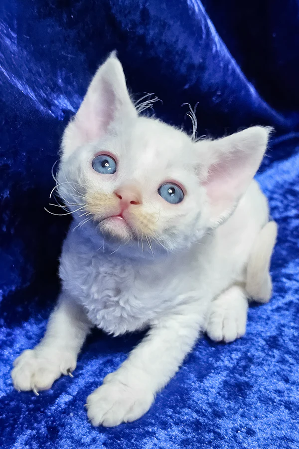 Devon Rex Cream Van Point Male Kitten for Sale Devon Rex Cream Van Point Male Kitten for Sale