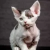 Devon Rex Black Harlequin Male Kitten for Sale