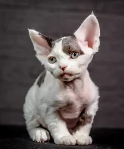 Devon Rex Black Harlequin Male Kitten for Sale