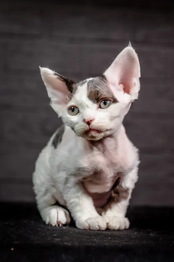 Devon Rex Black Harlequin Male Kitten for Sale Devon Rex Black Harlequin Male Kitten for Sale