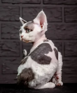Devon Rex Black Harlequin Male Kitten for Sale