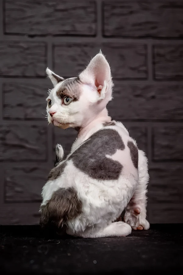 Devon Rex Black Harlequin Male Kitten for Sale Devon Rex Black Harlequin Male Kitten for Sale