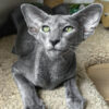 Oriental Shorthair Blue Female Kitten for Sale