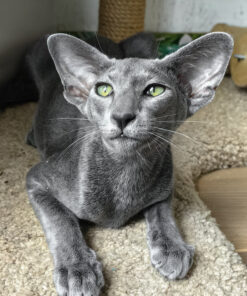 Oriental Shorthair Blue Female Kitten for Sale