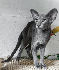 Oriental Shorthair Blue Female Kitten for Sale